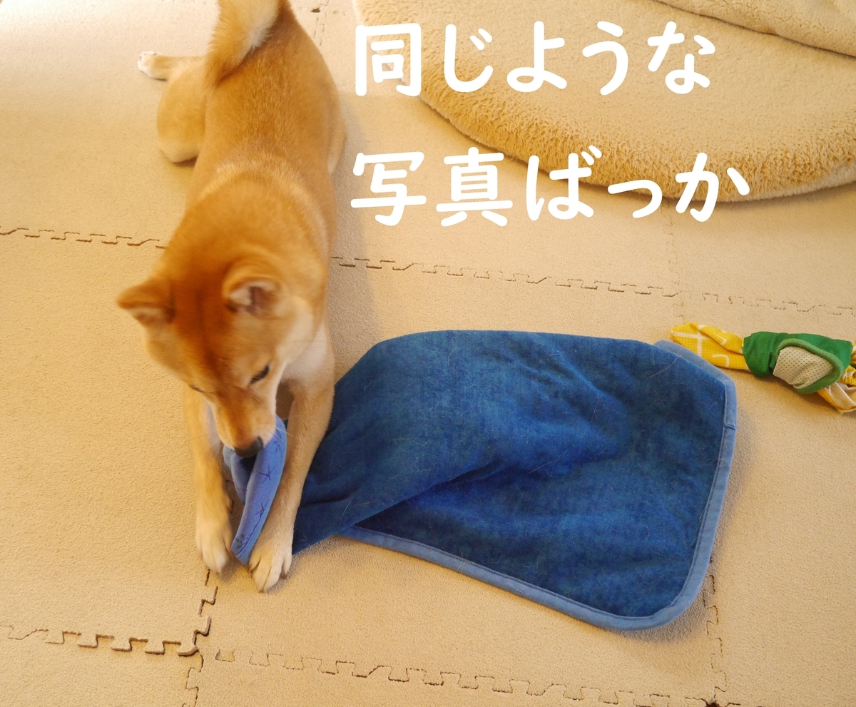 f:id:hanatara:20200801100129j:plain f:id:hanatara:20200801100129j:plain