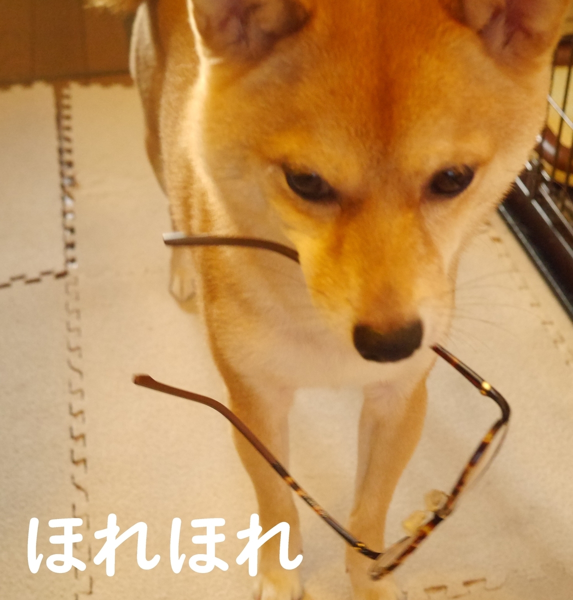 f:id:hanatara:20200804085243j:plain