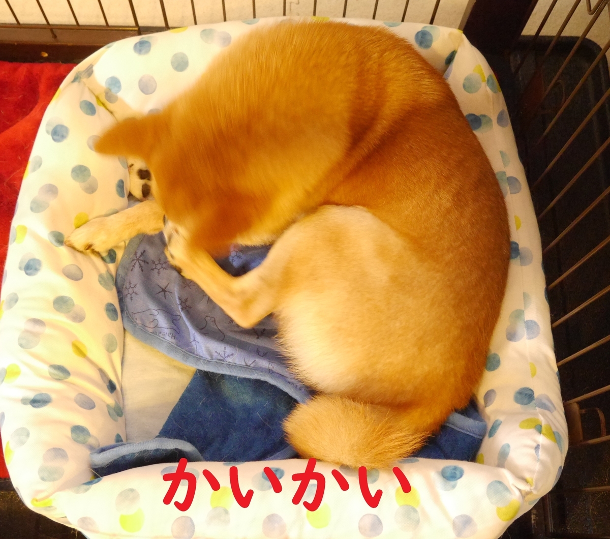 f:id:hanatara:20200804090234j:plain