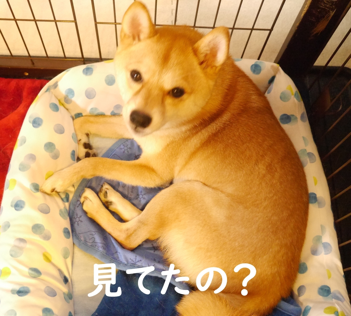 f:id:hanatara:20200804090339j:plain