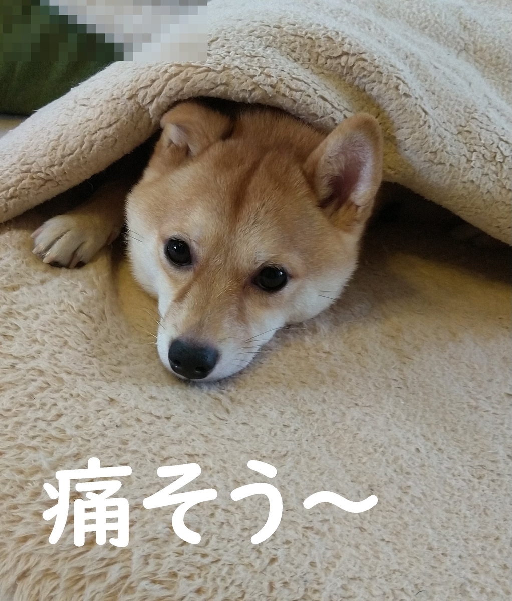 f:id:hanatara:20200804095637j:plain