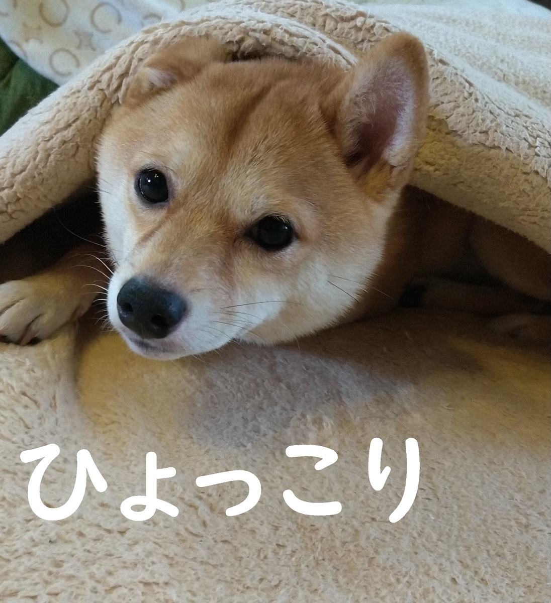 f:id:hanatara:20200804095807j:plain