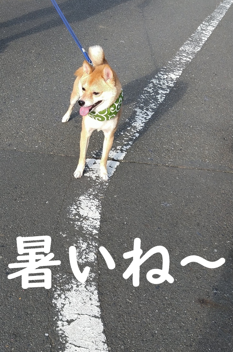 f:id:hanatara:20200804100358j:plain