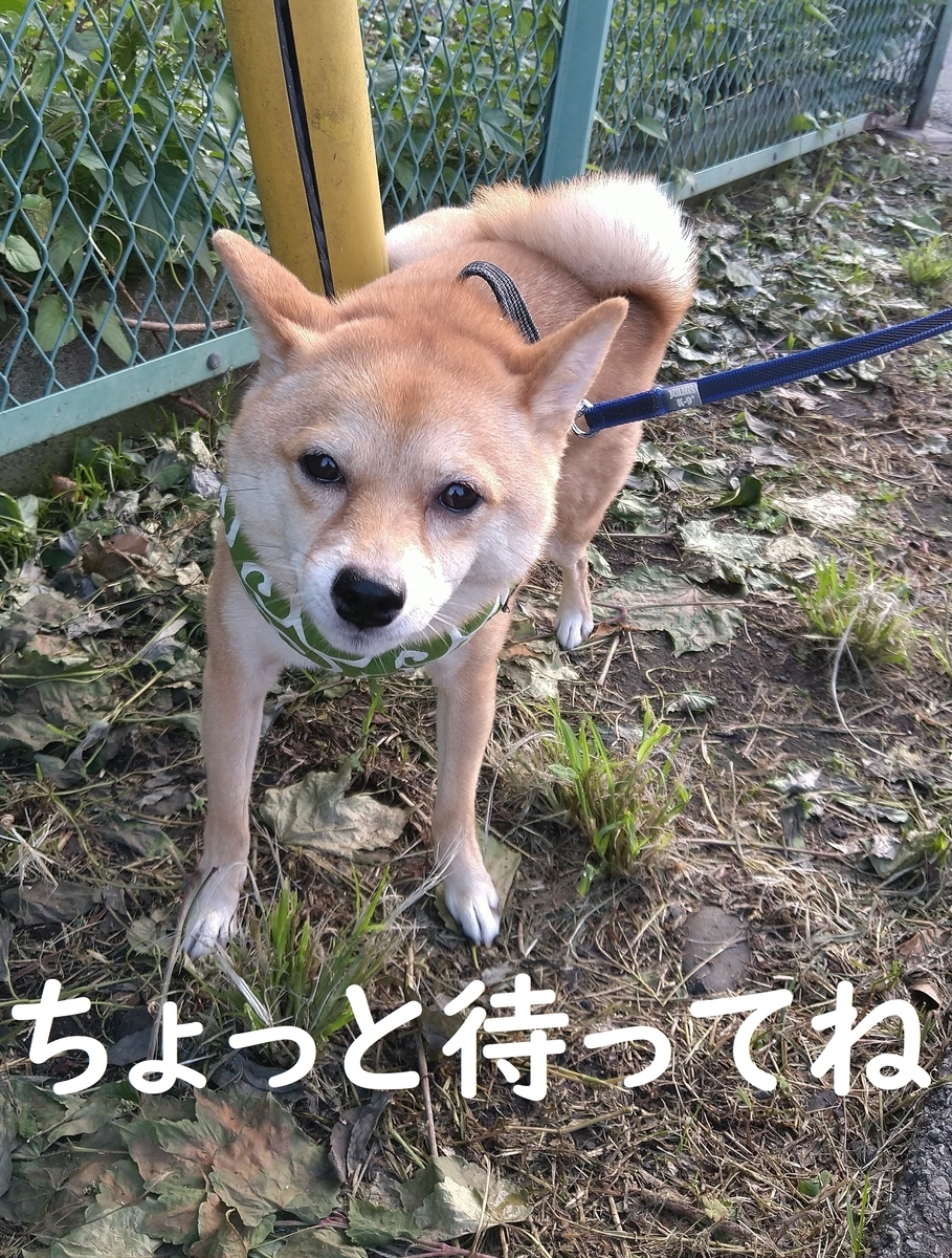 f:id:hanatara:20200804100457j:plain