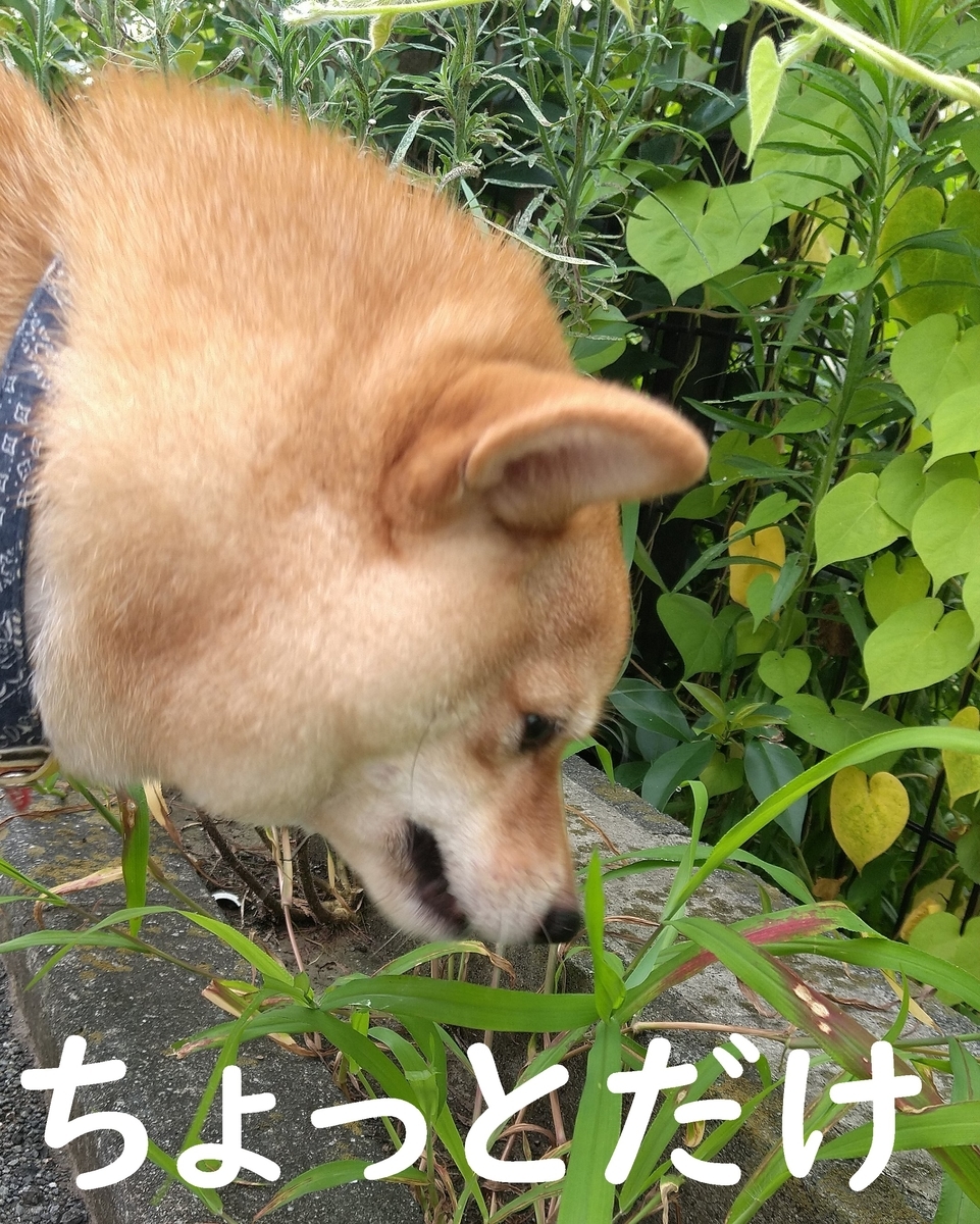 f:id:hanatara:20200804100610j:plain