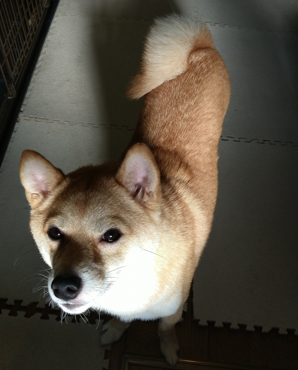 f:id:hanatara:20200809094550j:plain