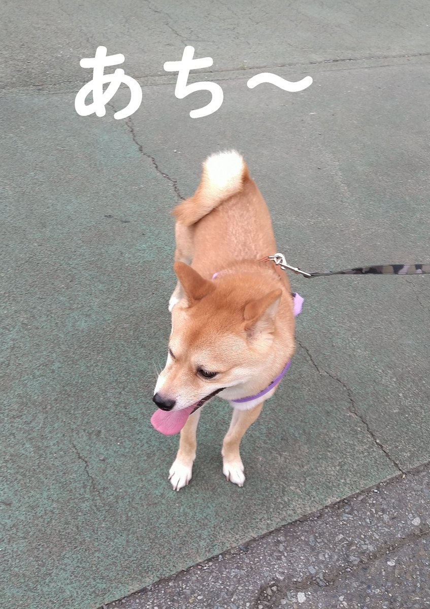 f:id:hanatara:20200830085111j:plain