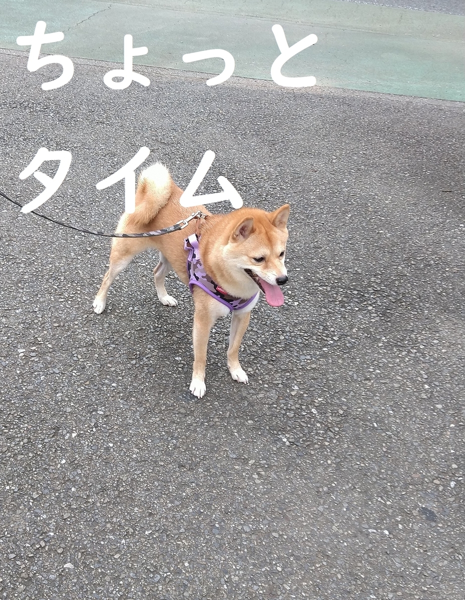 f:id:hanatara:20200830085200j:plain