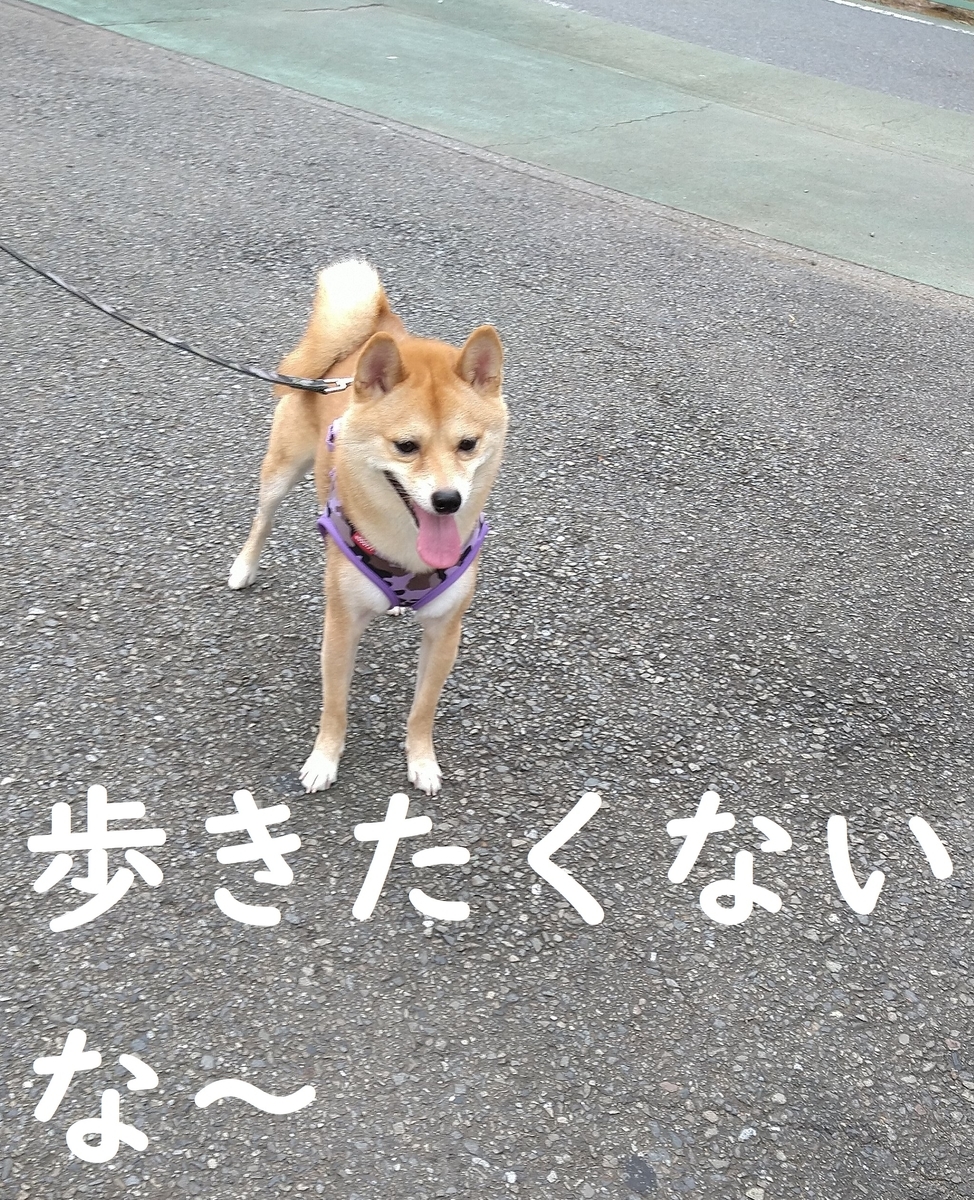 f:id:hanatara:20200830085253j:plain
