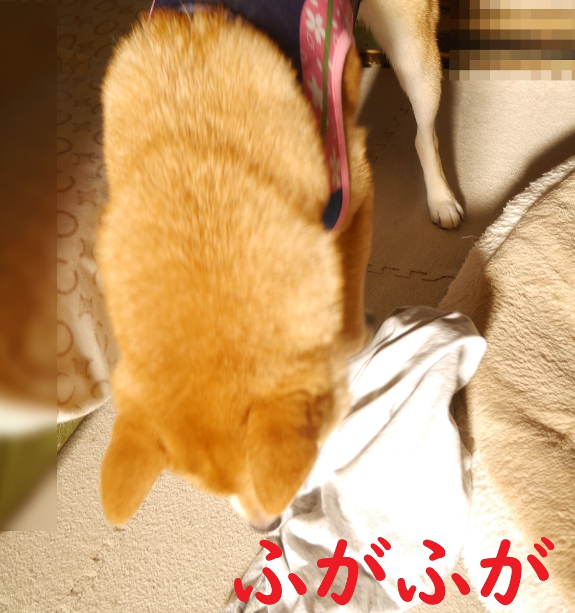 f:id:hanatara:20200830094215j:plain