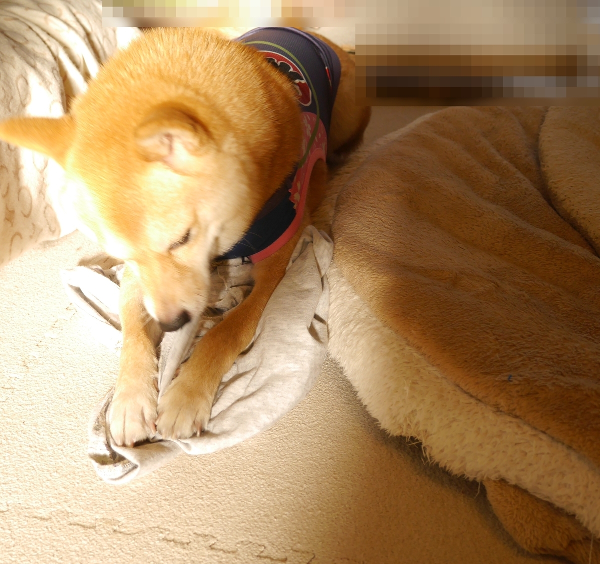 f:id:hanatara:20200830094330j:plain