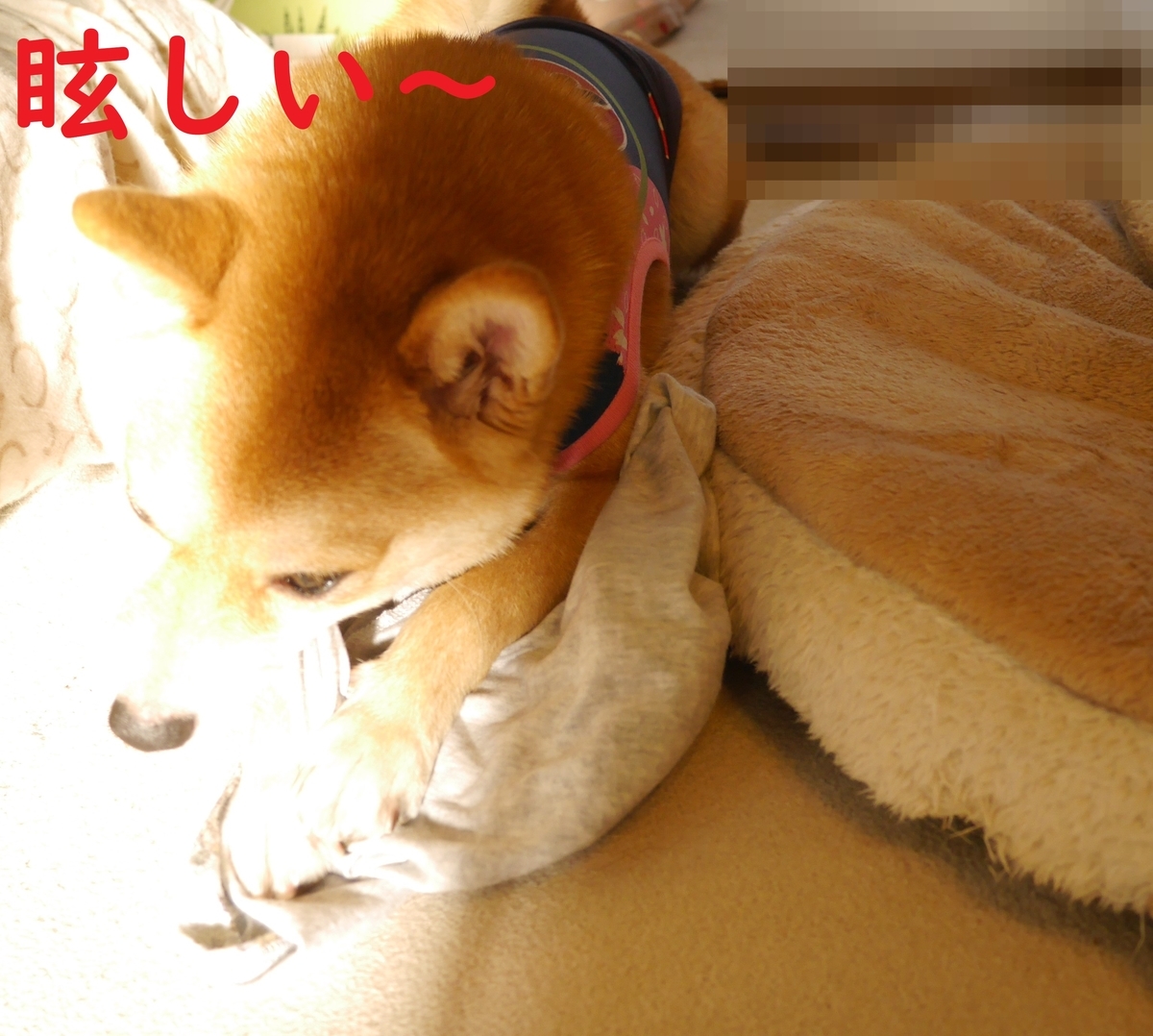 f:id:hanatara:20200830094814j:plain