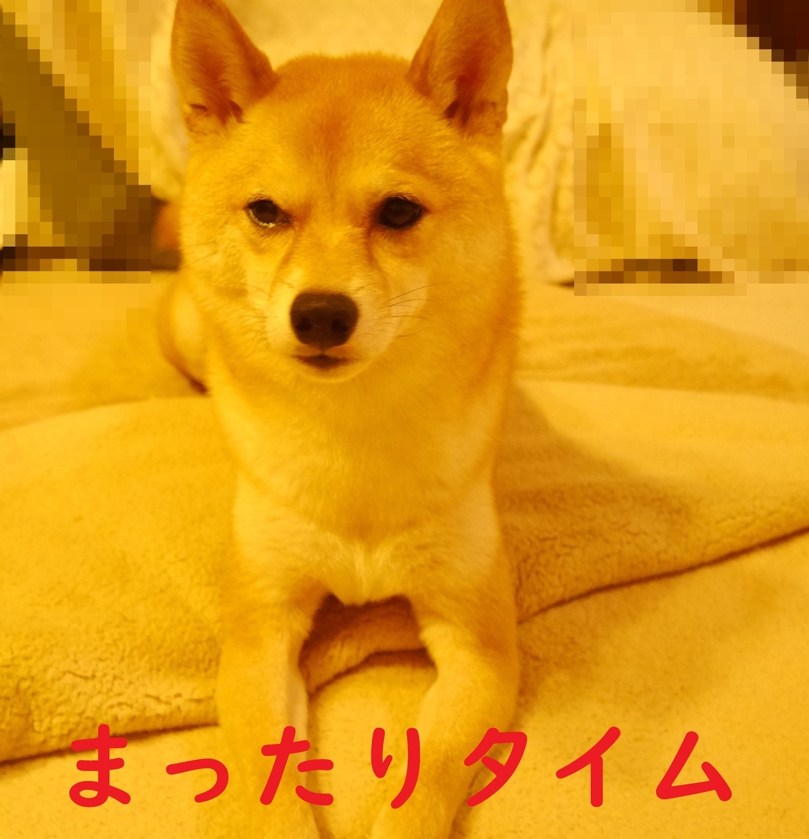f:id:hanatara:20200904082649j:plain f:id:hanatara:20200904082649j:plain