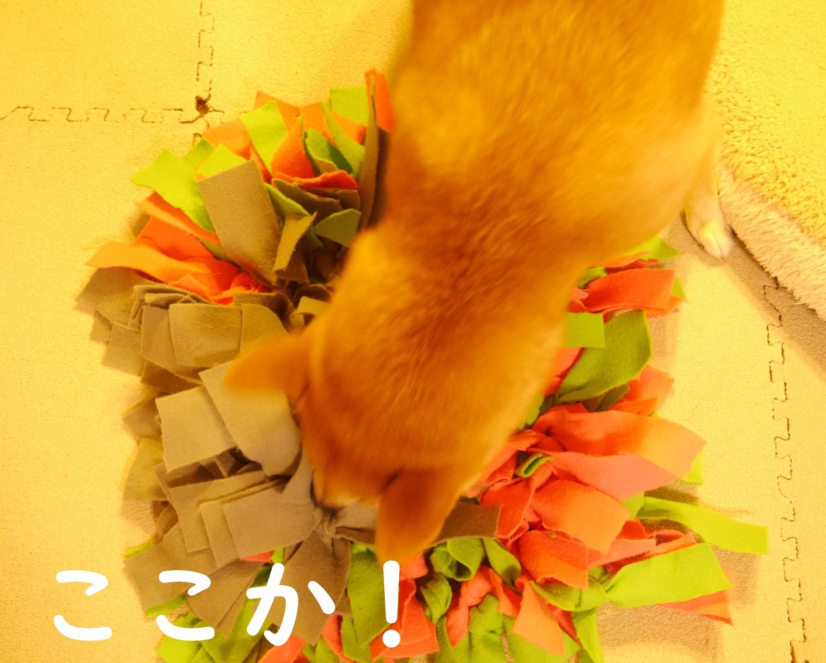 f:id:hanatara:20200904083151j:plain f:id:hanatara:20200904083151j:plain