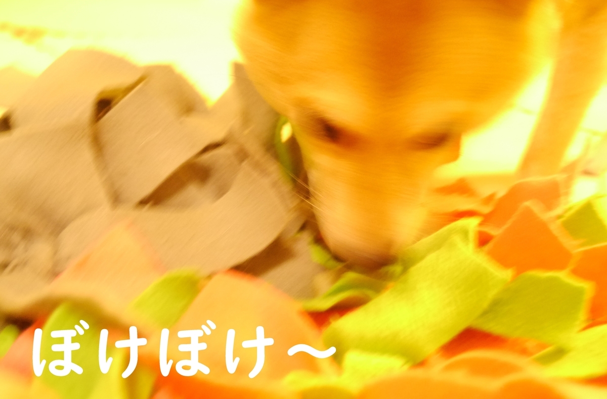 f:id:hanatara:20200904083235j:plain f:id:hanatara:20200904083235j:plain