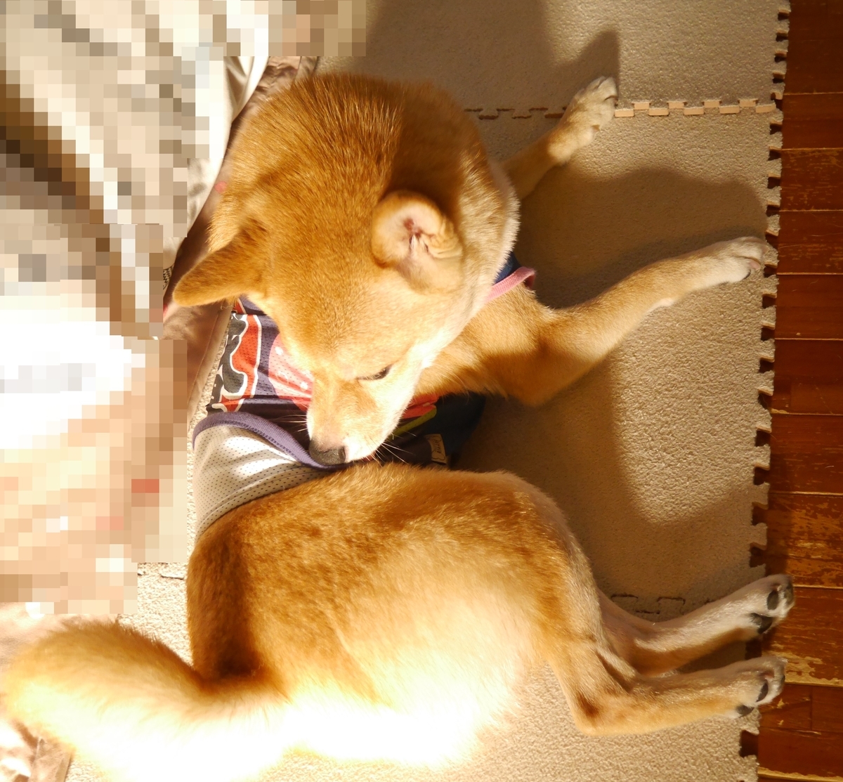 f:id:hanatara:20200905093539j:plain