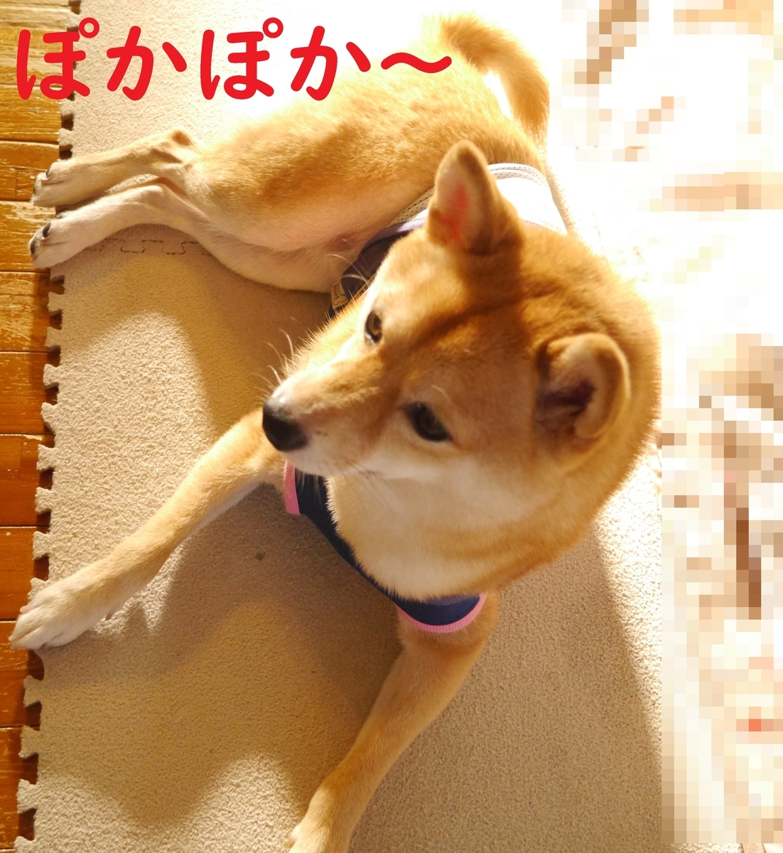 f:id:hanatara:20200905094633j:plain