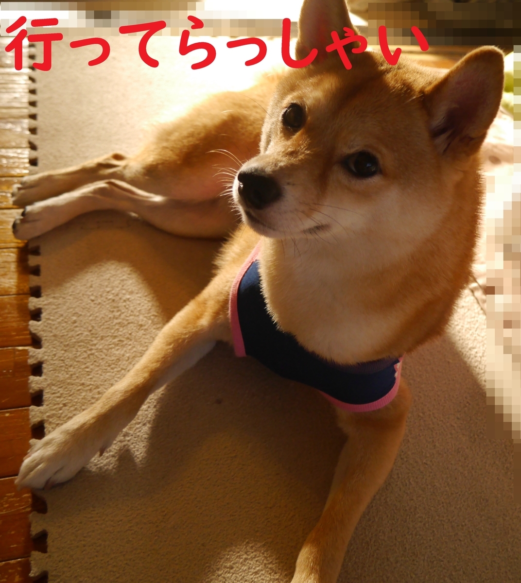 f:id:hanatara:20200905094904j:plain
