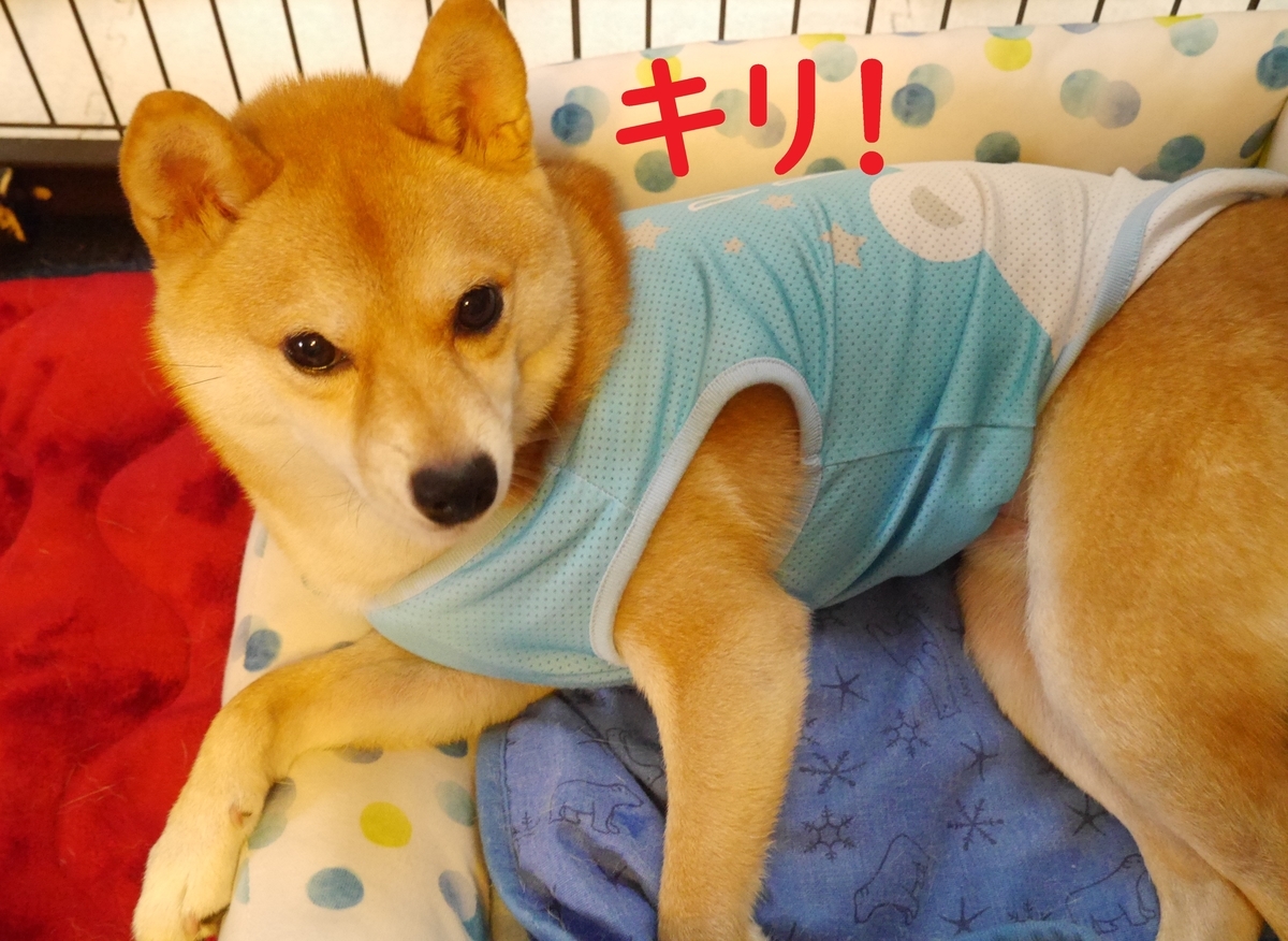 f:id:hanatara:20200905101239j:plain