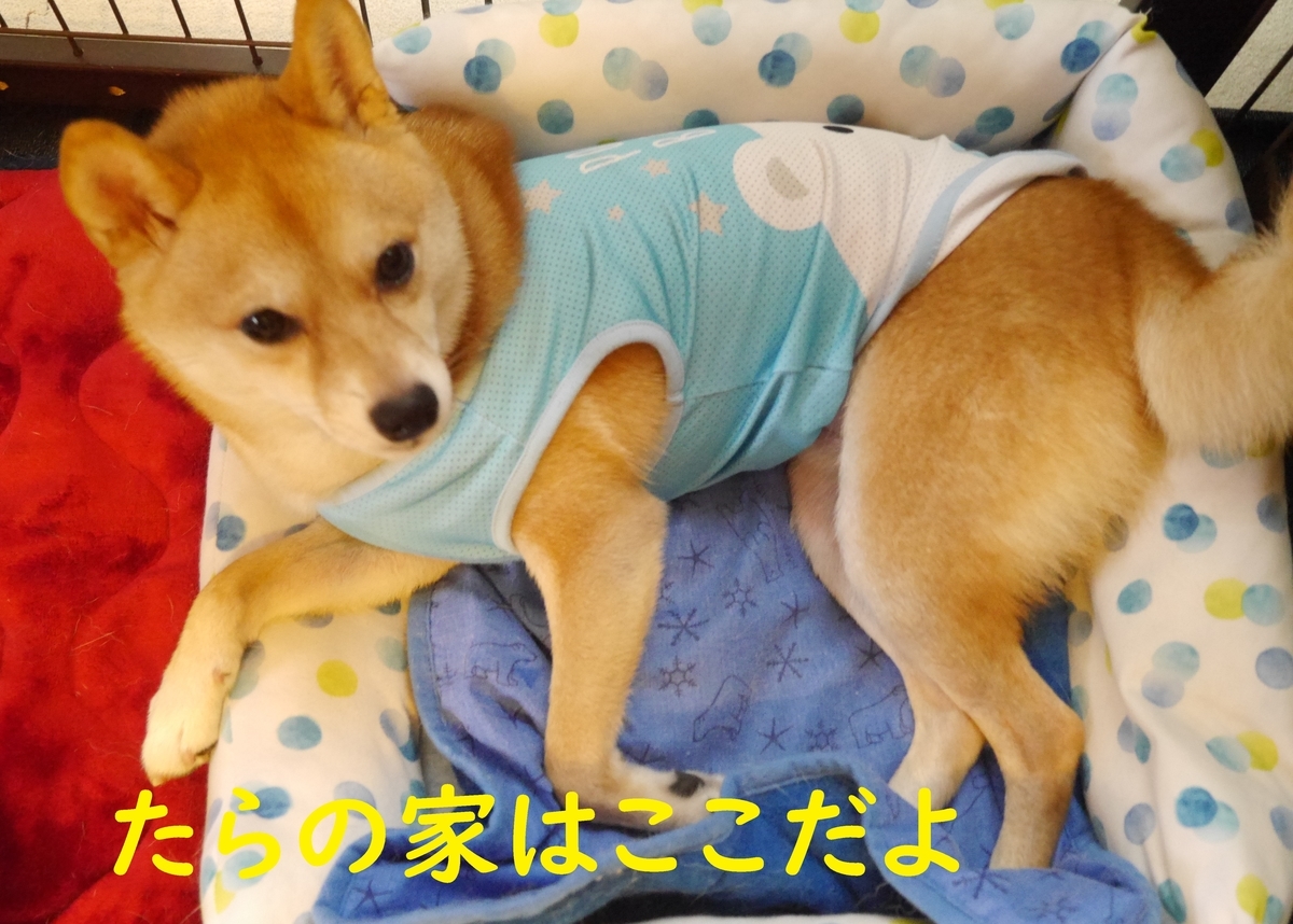 f:id:hanatara:20200905101714j:plain