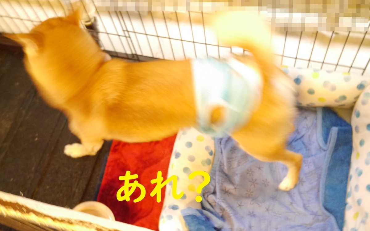 f:id:hanatara:20200905101938j:plain