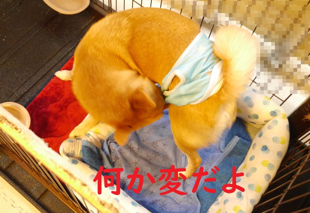 f:id:hanatara:20200905102134j:plain