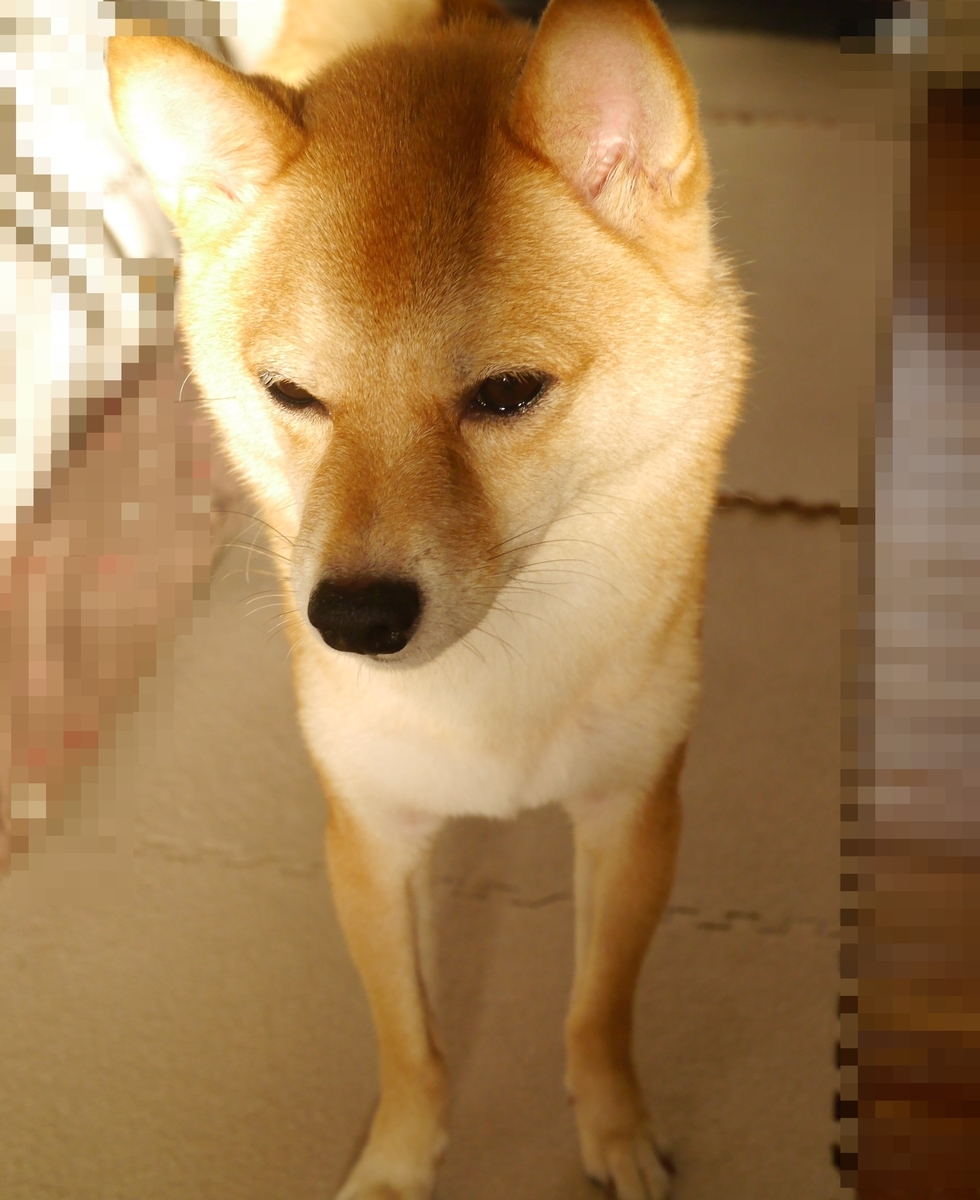 f:id:hanatara:20200905105943j:plain f:id:hanatara:20200905105943j:plain
