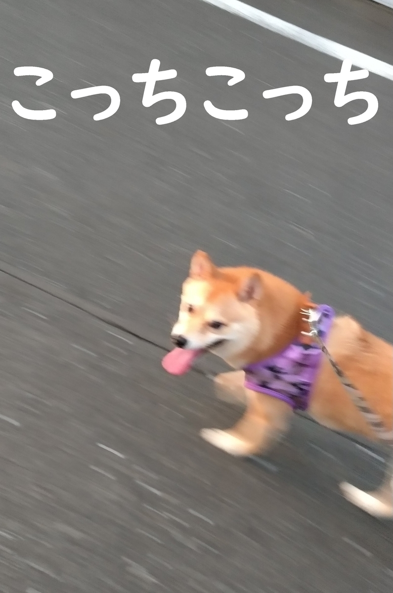 f:id:hanatara:20200905110508j:plain f:id:hanatara:20200905110508j:plain
