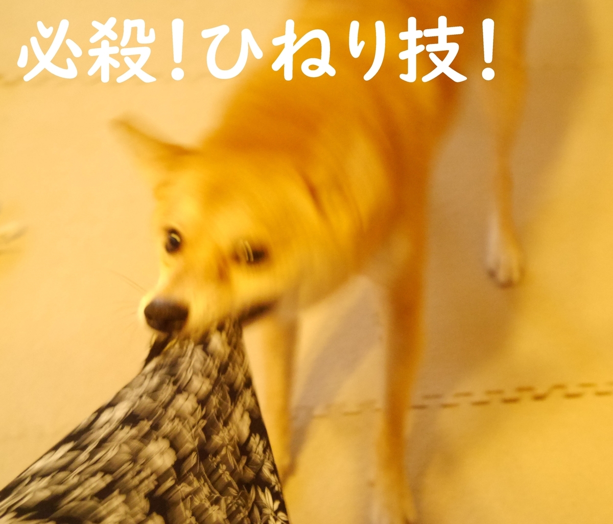 f:id:hanatara:20200906112737j:plain