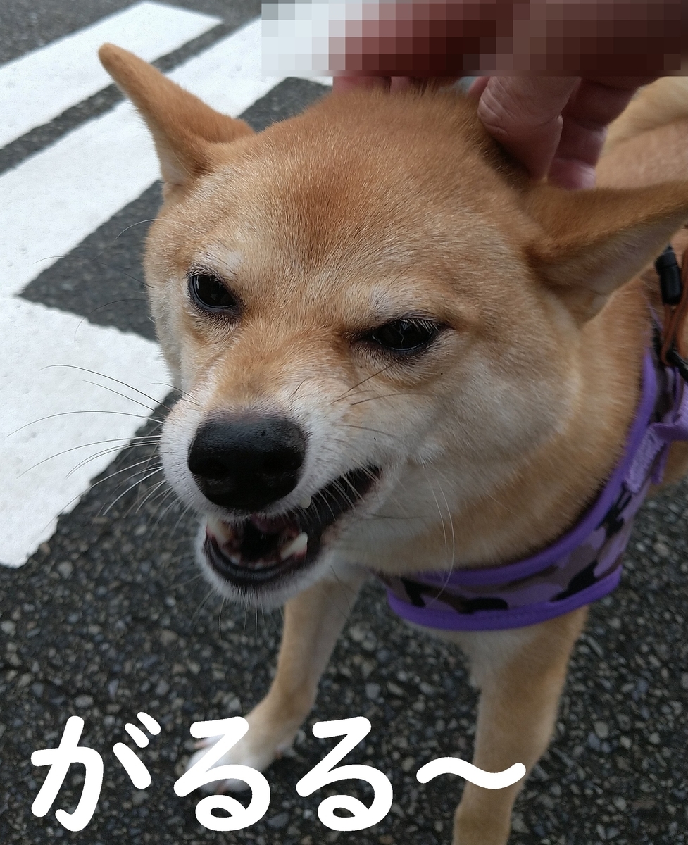 f:id:hanatara:20200906113041j:plain