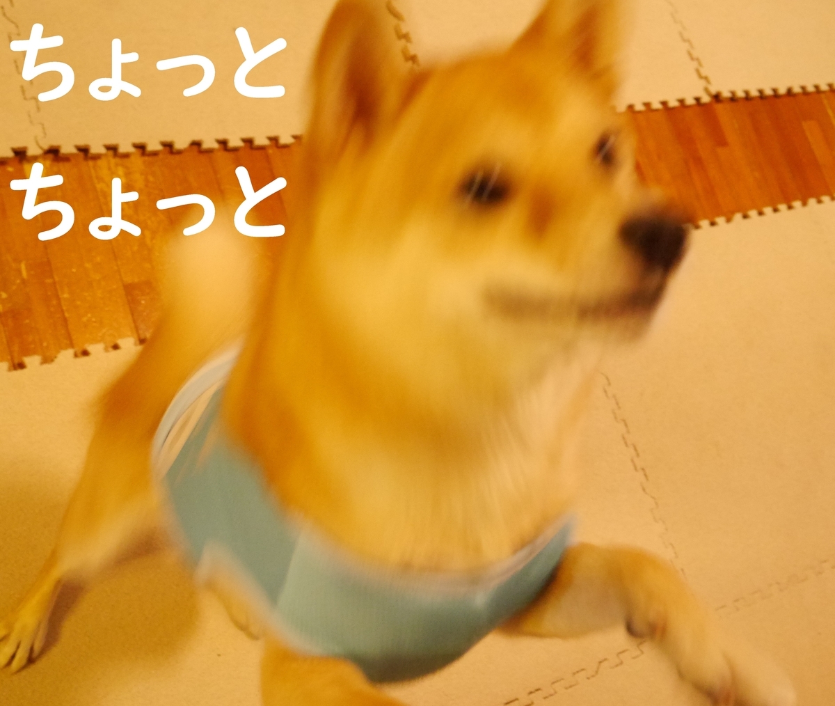 f:id:hanatara:20200909083840j:plain f:id:hanatara:20200909083840j:plain