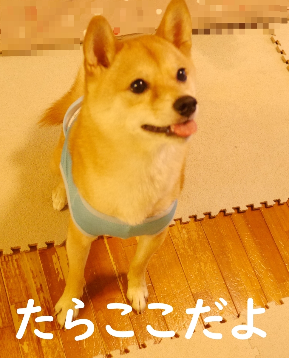 f:id:hanatara:20200909084215j:plain f:id:hanatara:20200909084215j:plain