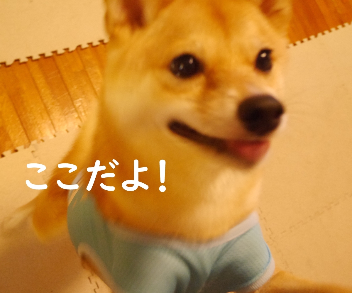 f:id:hanatara:20200909084339j:plain f:id:hanatara:20200909084339j:plain