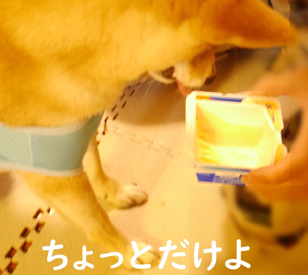 f:id:hanatara:20200909084538j:plain f:id:hanatara:20200909084538j:plain