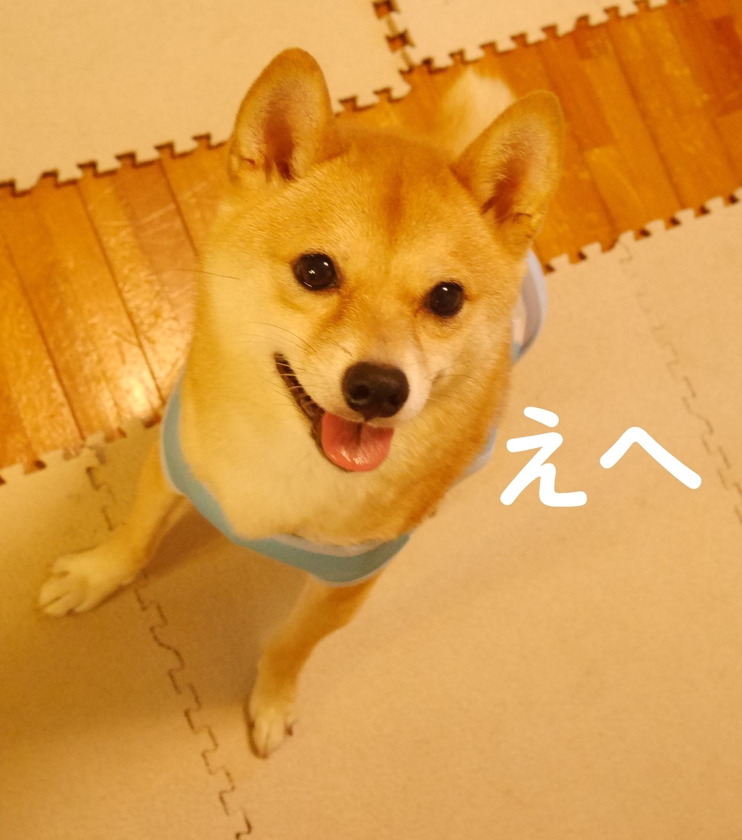 f:id:hanatara:20200909084922j:plain f:id:hanatara:20200909084922j:plain
