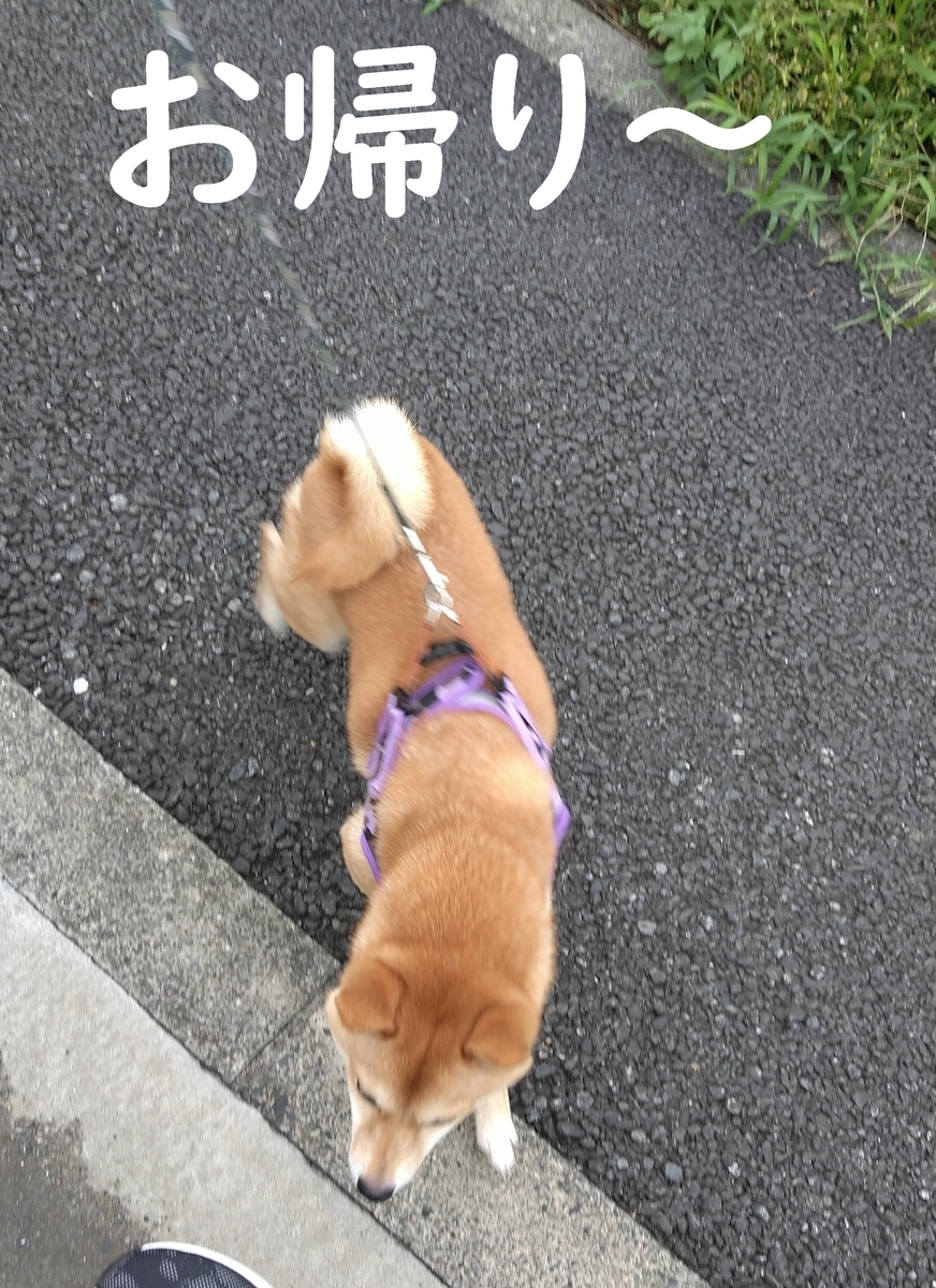 f:id:hanatara:20200909092910j:plain