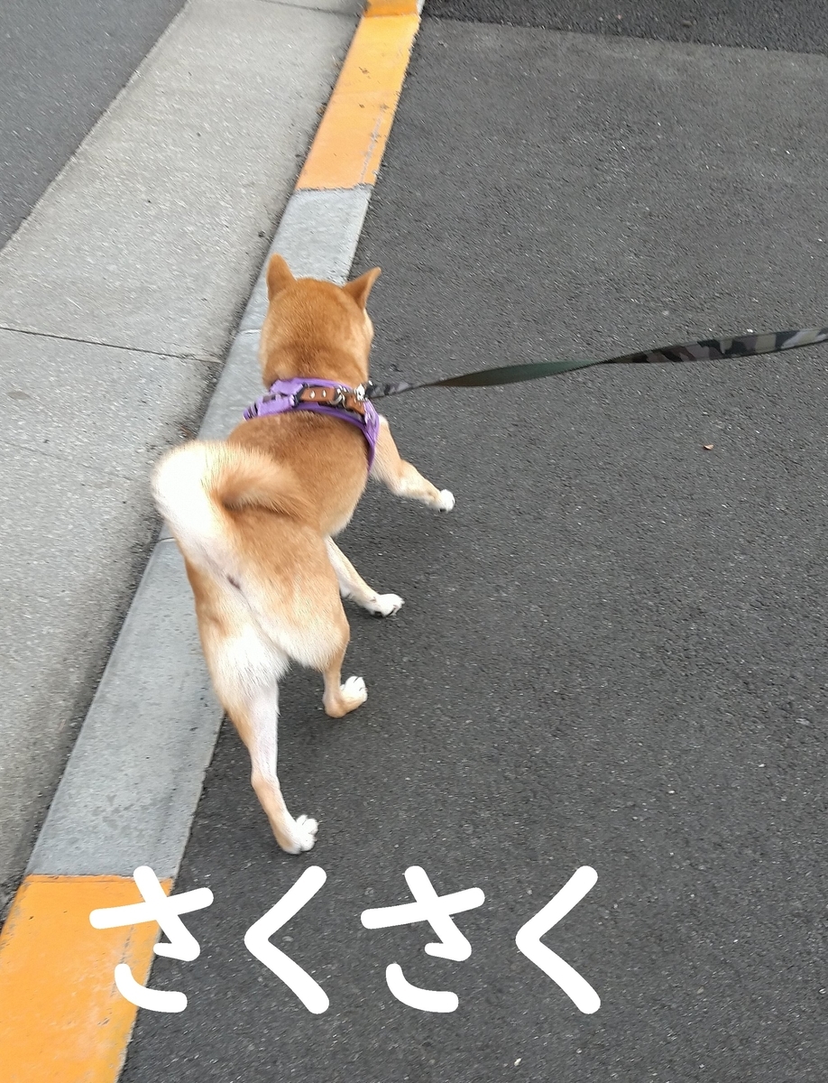f:id:hanatara:20200909093413j:plain
