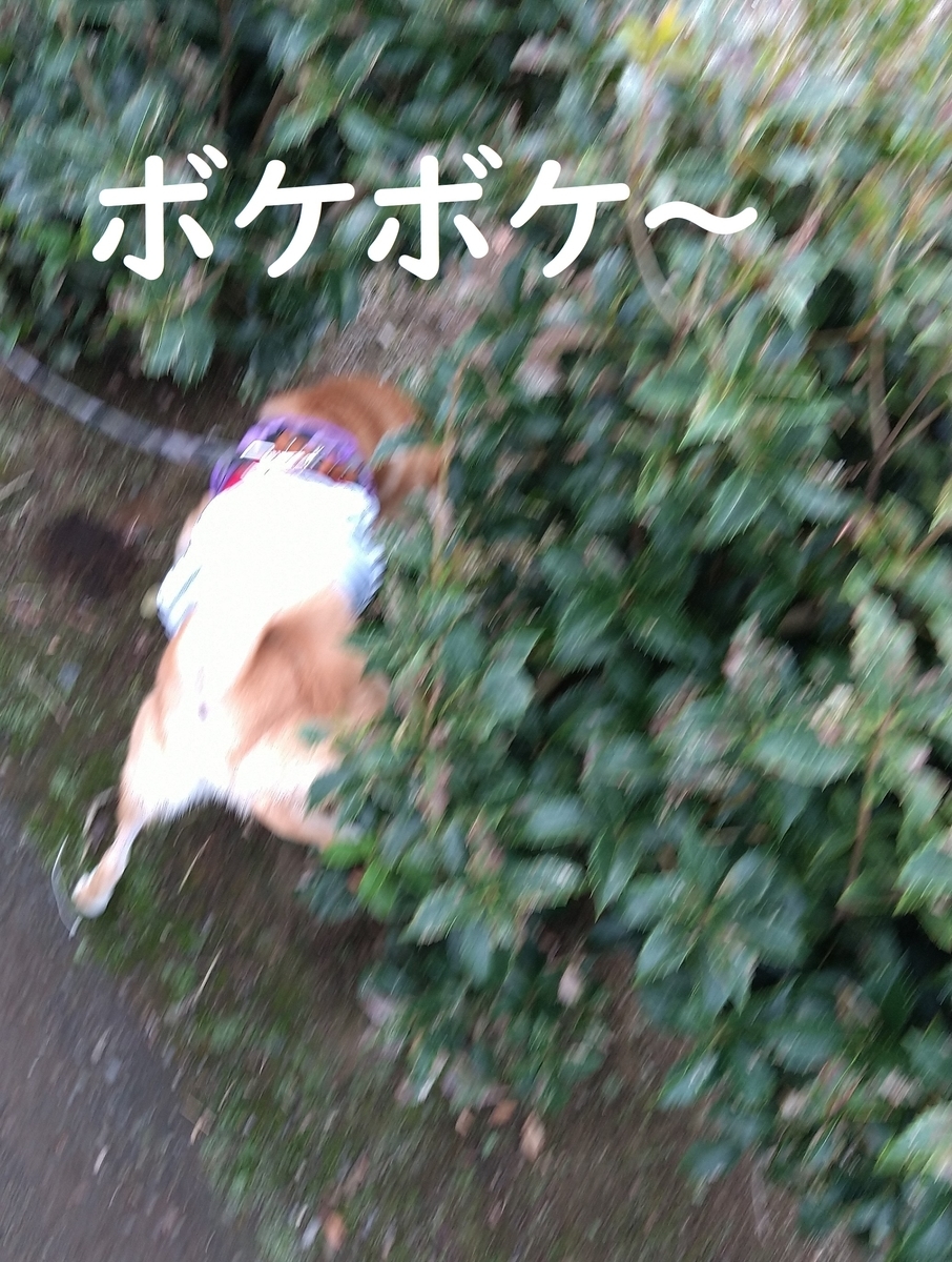 f:id:hanatara:20200912091713j:plain