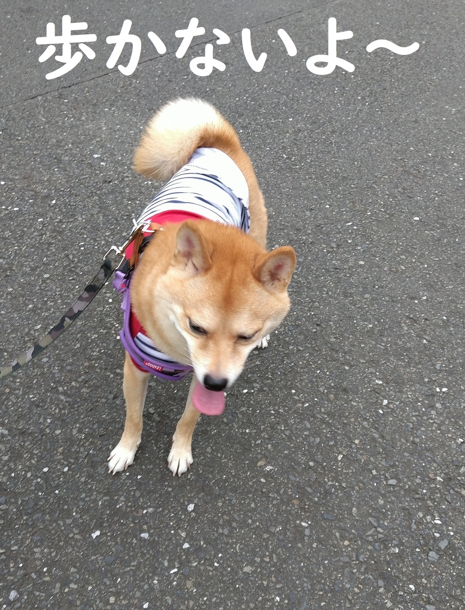 f:id:hanatara:20200912092052j:plain