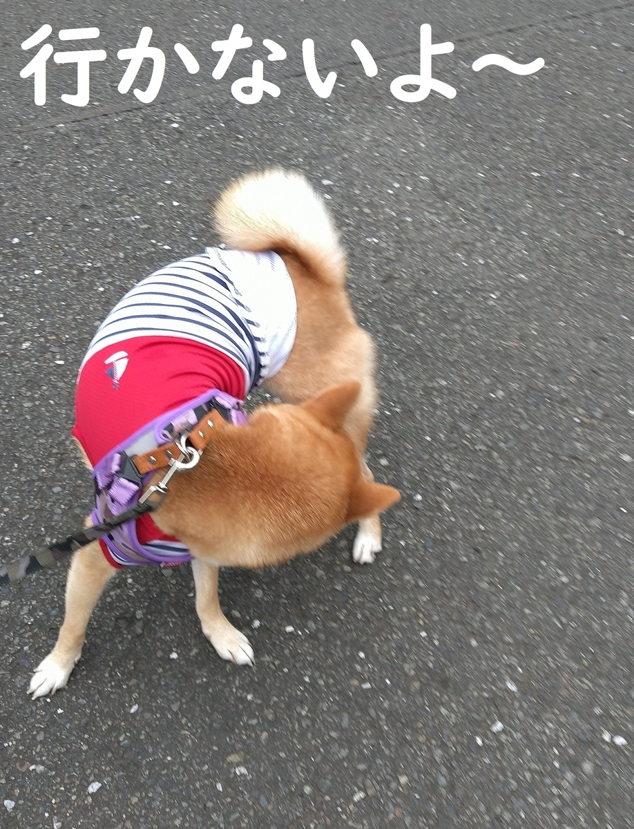 f:id:hanatara:20200912092127j:plain
