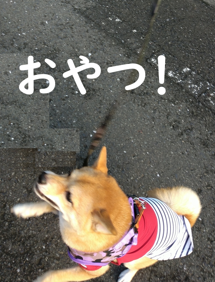 f:id:hanatara:20200913090351j:plain