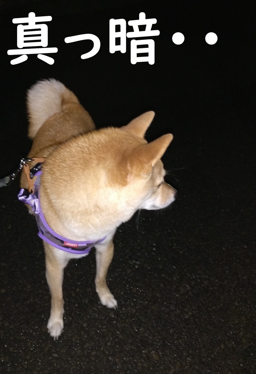 f:id:hanatara:20200916080016j:plain