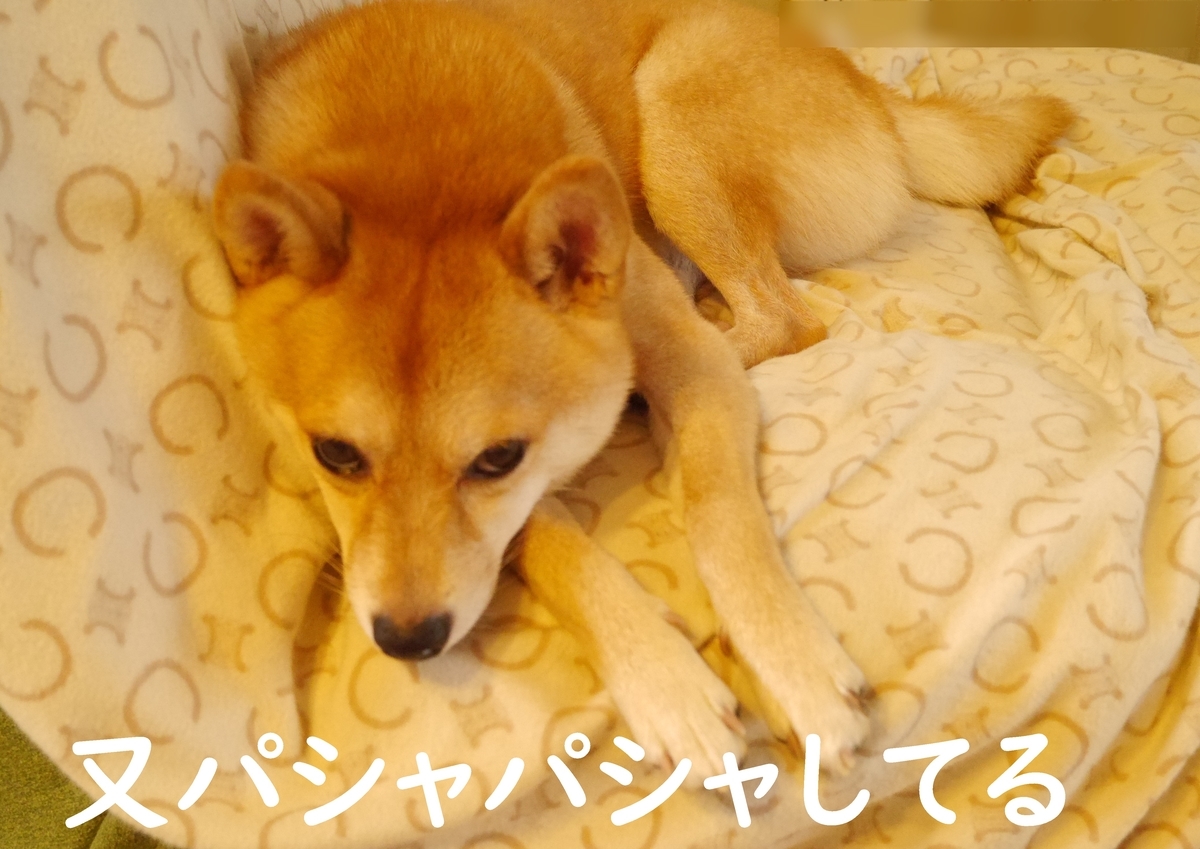 f:id:hanatara:20200916102326j:plain