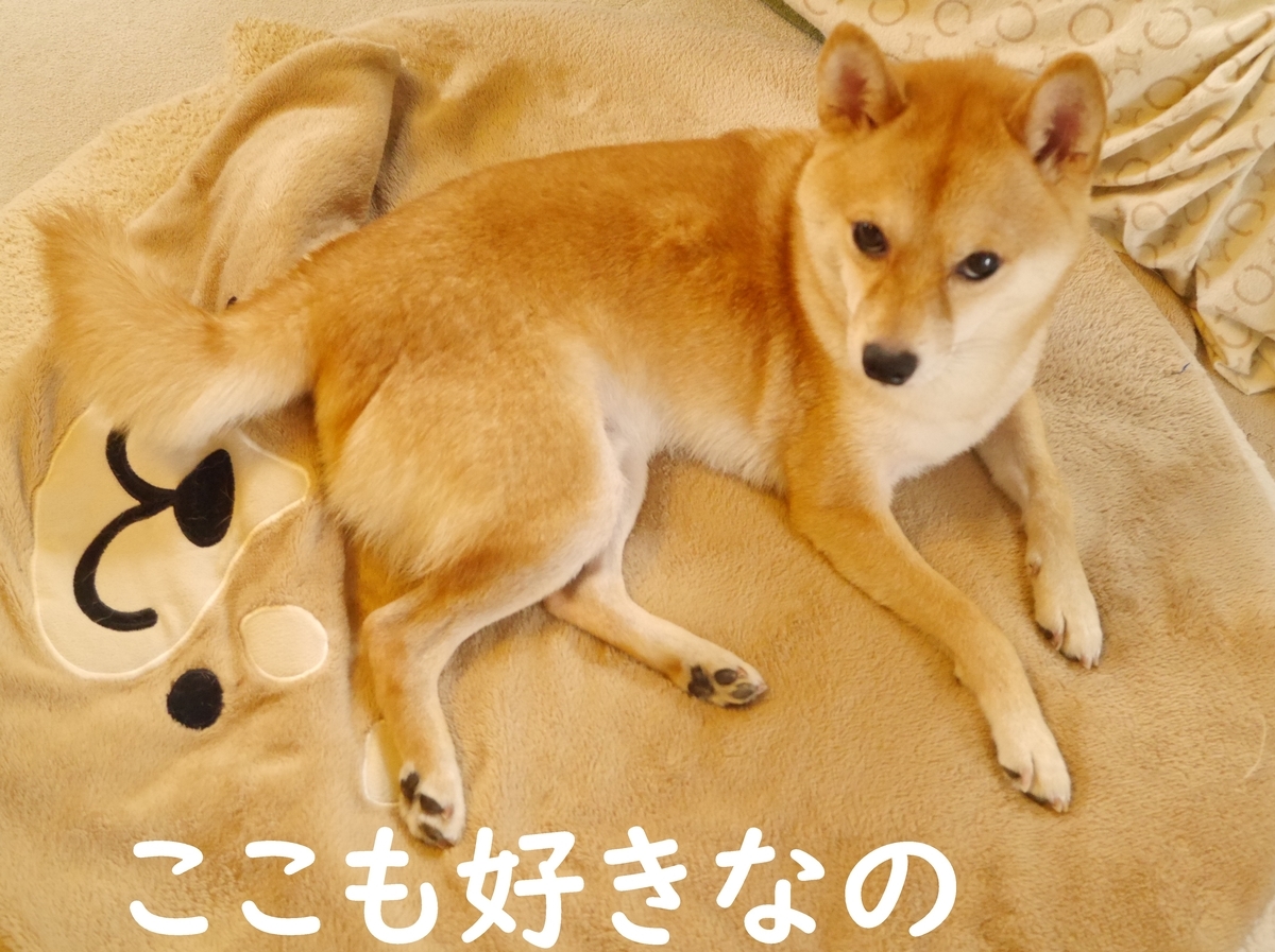 f:id:hanatara:20200916103230j:plain