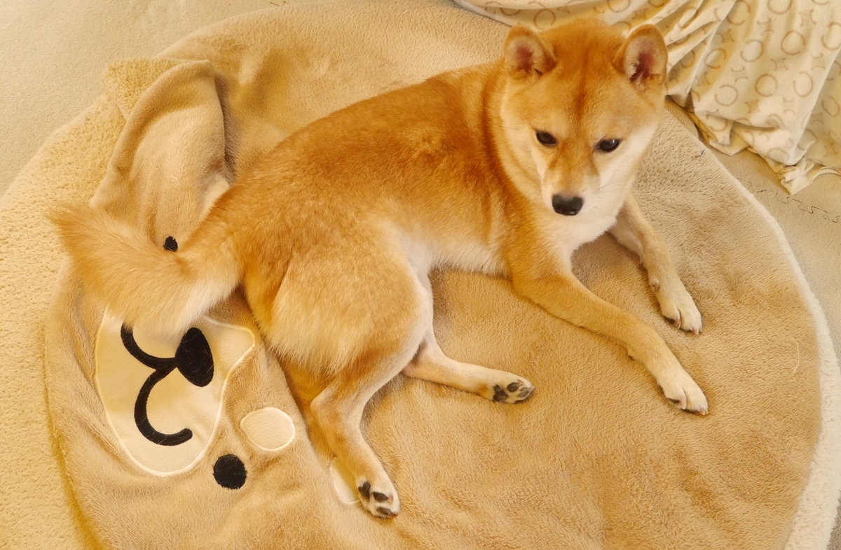 f:id:hanatara:20200916103308j:plain