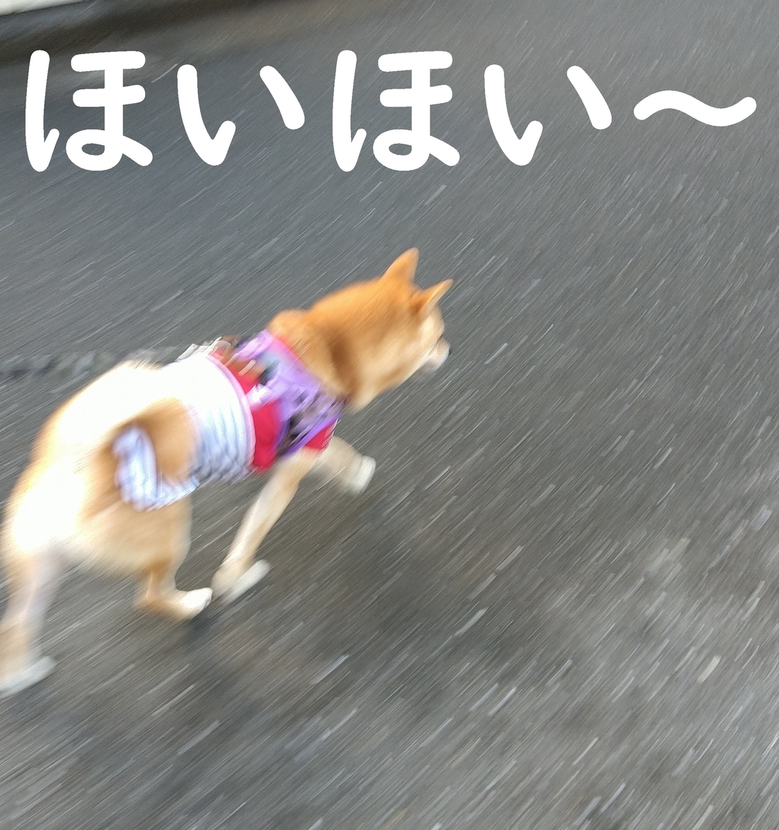 f:id:hanatara:20200916111342j:plain