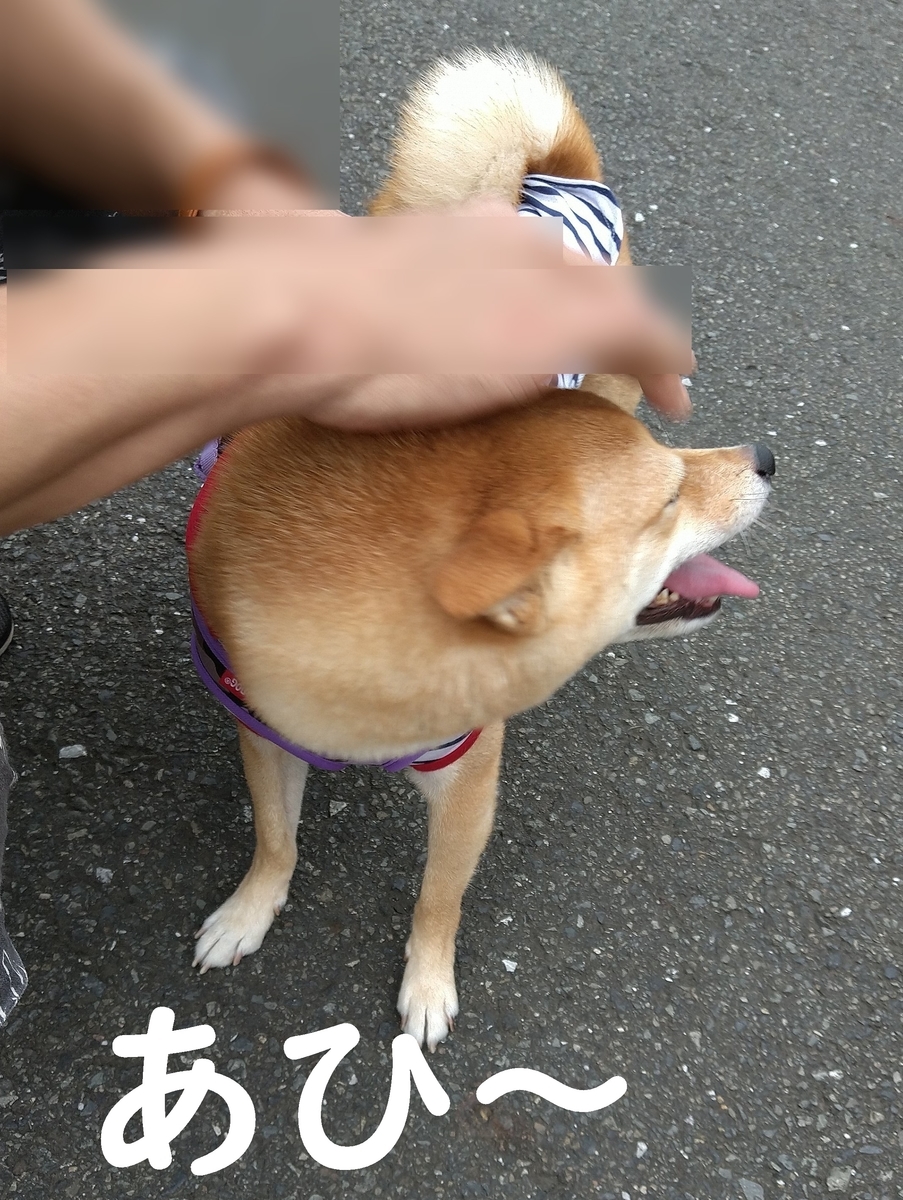 f:id:hanatara:20200916111918j:plain