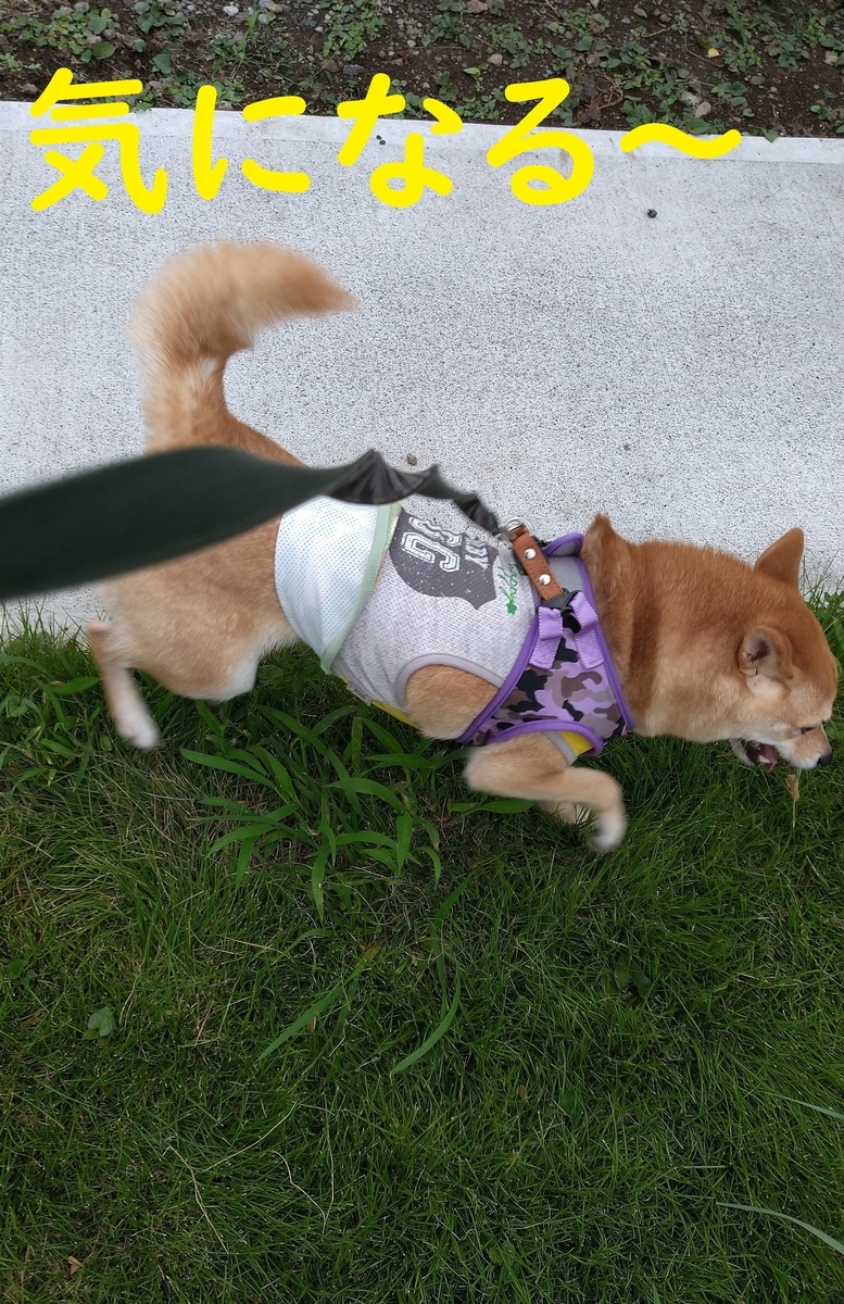 f:id:hanatara:20200920081056j:plain