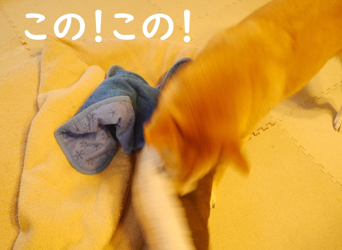 f:id:hanatara:20200921111600j:plain