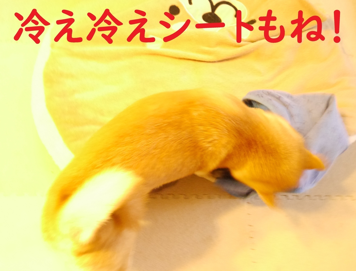 f:id:hanatara:20200921112336j:plain